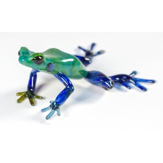 glass_tree_frog