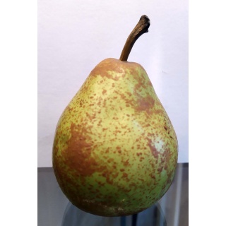 penkridge_williansons_pear