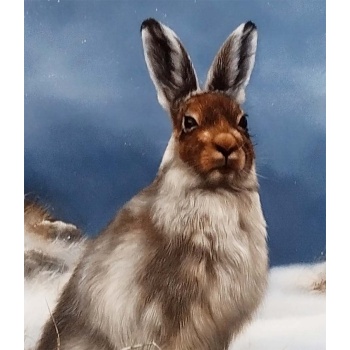 mountain_hare_zoom