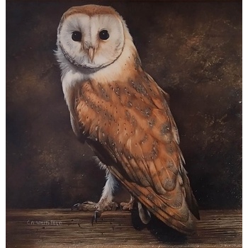 owl_zoom_carl_whitfield