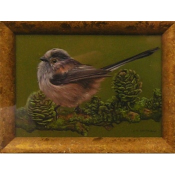 whitfield_long_tailed_tit_zoom